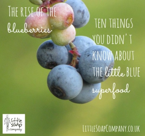 The rise of the blueberry  ten things you didn't know about the little blue superfood ~LittleSoapCompany.co.uk